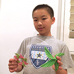 Felix Xie holds some of the origami he sold to raise funds for cancer research.